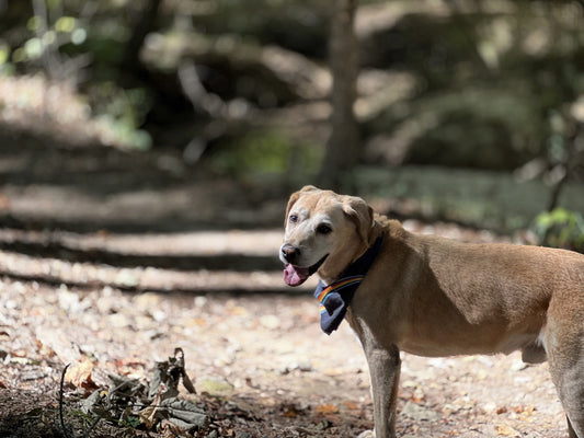 Benltey in Arabia Mountain on Oct 20, 10 days before his journey to the Rainbow Bridge